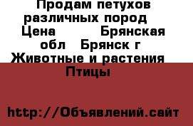 Продам петухов различных пород. › Цена ­ 700 - Брянская обл., Брянск г. Животные и растения » Птицы   
